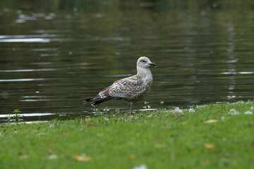 A juvenile Lesser black-backed gull