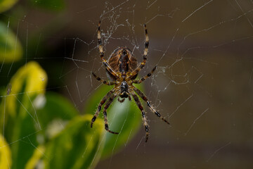 Cross spider, or Cross orbweaver, female