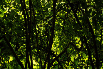 Green light trough the hedge