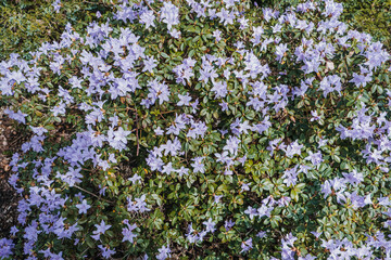 Obraz premium Rhododendron 'Blue Dream' Plant. Ericaceae family, botanical garden, species identification, educational display, nature, gardening, floriculture concept