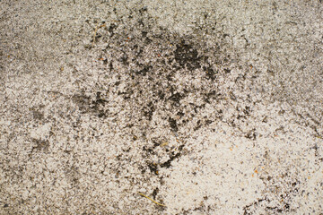 The texture of the road surface. Asphalt, marking of a pedestrian crossing