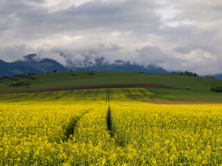 Agriculture landscape. A field of blooming rapeseed in the foreground. A view of the green hills with storm clouds looming over them. In the distance you can see the High Tatras range. . Slovakia.