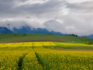 Obraz premium Agriculture landscape. A field of blooming rapeseed in the foreground. A view of the green hills with storm clouds looming over them. In the distance you can see the High Tatras range. Slovakia.