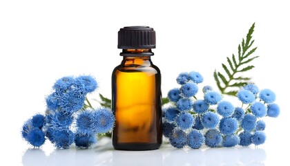 Blue Tansy Essential Oil with Blue Tansy Flowers