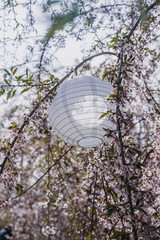 White Paper Lantern Hanging from Blossoming Tree Branches. Springtime nature, cherry blossoms, outdoor decoration, Japanese garden, floral ambiance, peaceful scenery concept