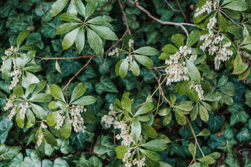 Pieris Japonica Shrub with White Bell-Shaped Flowers. Botanical photography, nature, evergreen plant, seasonal blooming, floriculture, ornamental gardening, lush foliage concept