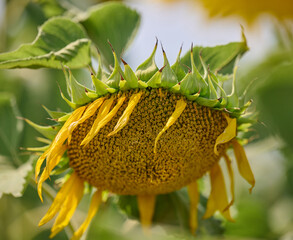 Field with growing sunflowers on a summer sunny day, Ukraine, Kherson region