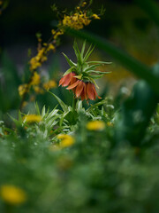 Orange lilies in the garden among green grass