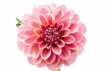 Fototapeta premium Close up of a beautiful Dahlia flower on a white background representing nature