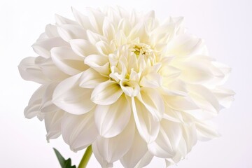 Close up photo of white dahlia on white background symbolizing elegance dignity and good taste