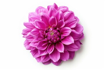 Closeup magenta dahlia on white background with clipping path for design no shadows