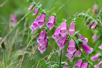 Foxglove blooms amid tall grasses