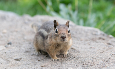 Wild animal in nature. Squirrel on the ground. Rodent animal fauna. Rodent animal family. Wildlife nature. Ground squirrel. Wild squirrel in nature. Gopher or squirrel outdoor. Curious chipmunk