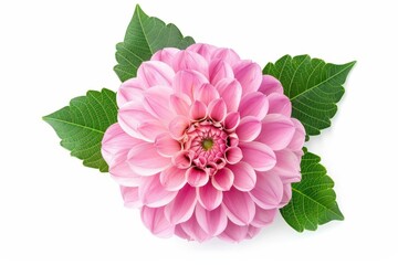 Pink Dahlia flower isolated on white background with clipping path viewed from top