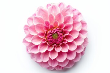 Fototapeta premium Pink dahlia flower on white background