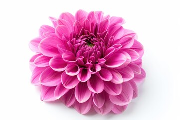 Single pink dahlia on white background