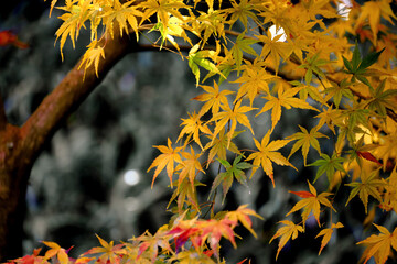 Maple leaves starting to change color to autumn