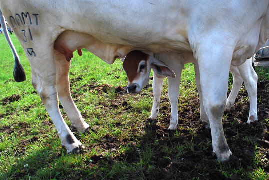 Terneiro Nelore procurando o ubere da vaca