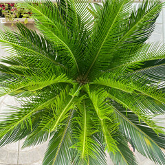 Healthy Green Cycas Palm From Above