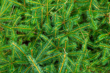 Christmas tree texture. Great for Christmas posters.