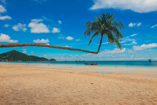 Beautiful Sai ree beach with palm tree at Koh Tao, Thailand