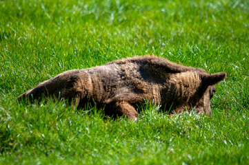 Junger Wisent liegt im Gras im Naturschutzgebiet in Ingolstadt