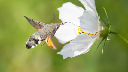 hummingbird and flower