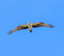 Beautiful osprey flies high overhead while searching for prey below