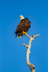 American balled eagle looks for danger while sitting on dead tree limb