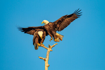 Male eagle approaching a female for mating