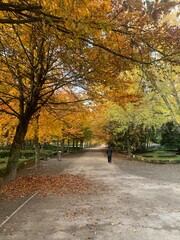 Naklejka premium Parque en otoño 