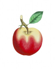 Red Apple illustration, watercolor painting of an apple isolated on white background, fruit design art, clipart drawing, graphic logo