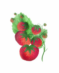 Strawberry illustration, watercolor painting of strawberries isolated on white background, fruit design art, clipart drawing, graphic logo