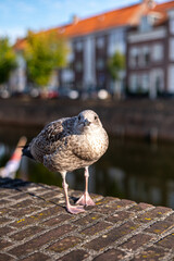 Seagul in Middelburg