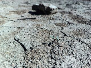 drought. a small plant on drought-cracked soil.