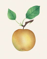 Apple illustration, watercolor painting of an apple isolated on light beige background, fruit design art, clipart drawing, graphic logo