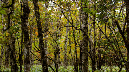Beautiful autumn forest scenery in Hokkaido