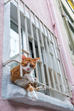 gato laranja fofo encarando a camera
