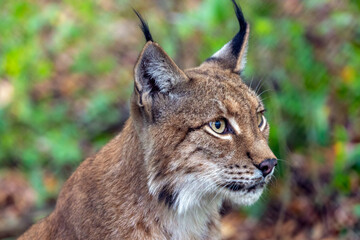 Portrait Rotluchs