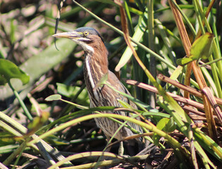 green heron