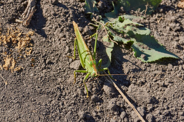 The green grasshopper, or ordinary grasshopper (lat. Tettigonia viridissima) - a species of insects from the family of True grasshoppers of the order orthoptera in the garden.