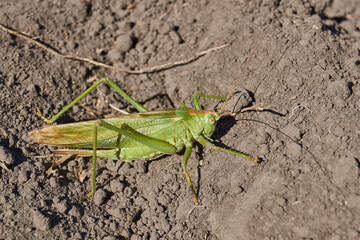 The green grasshopper, or ordinary grasshopper (lat. Tettigonia viridissima) - a species of insects from the family of True grasshoppers of the order orthoptera in the garden.