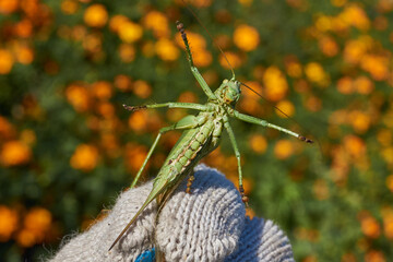 The green grasshopper, or ordinary grasshopper (lat. Tettigonia viridissima) - a species of insects from the family of True grasshoppers of the order orthoptera in the garden.