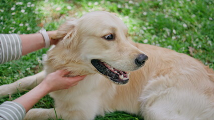 Furry golden retriever caressed by unknown owner in green nature closeup.