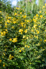 Close up of yellow loosestrife (lysimachia vulgaris) flowers in bloom