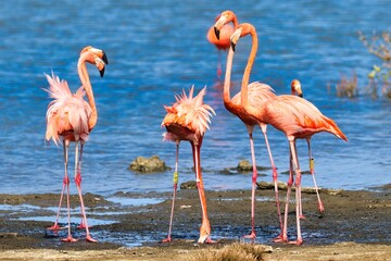 Bonaire, Dutch Antilles