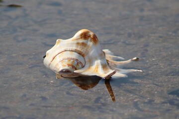 Big White Seashell On The Beach Water