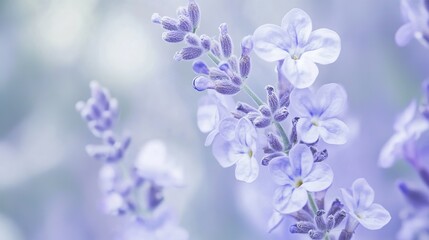 Fototapeta premium Delicate lavender flowers blooming in a serene garden during early springtime under soft, diffused sunlight
