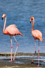 Bonaire, Dutch Antilles