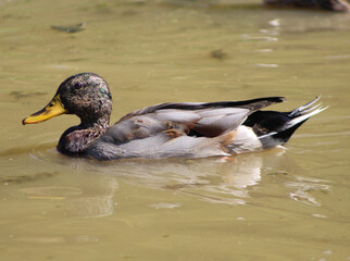 mallard in water